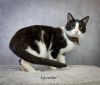 Sylvester photo 2