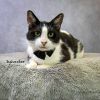 Sylvester photo 3