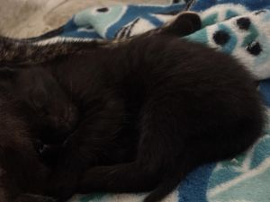 Bagheera, Baby Male Domestic Short Hair