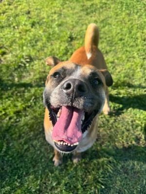 L.B., Adult Male Boxer
