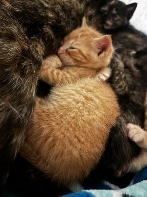Aladdin, Baby Male Domestic Short Hair