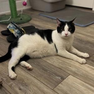 Monkey -- Bonded Buddy With Fabio, Adult Male unknown