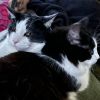 Monkey -- Bonded Buddy With Fabio photo 4