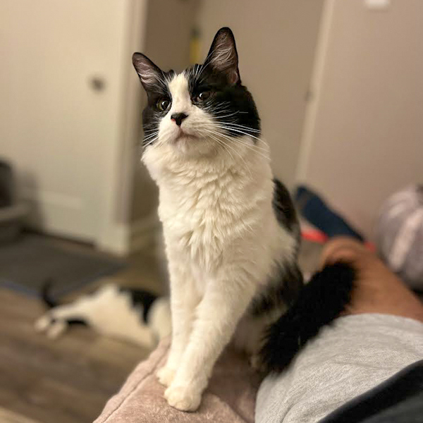 Fabio -- Bonded Buddy With Monkey