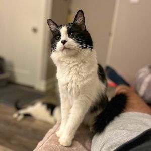 Fabio -- Bonded Buddy With Monkey, Adult Male unknown