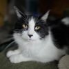 Fabio -- Bonded Buddy With Monkey photo 2