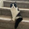 Fabio -- Bonded Buddy With Monkey photo 4