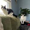 Fabio -- Bonded Buddy With Monkey photo 5