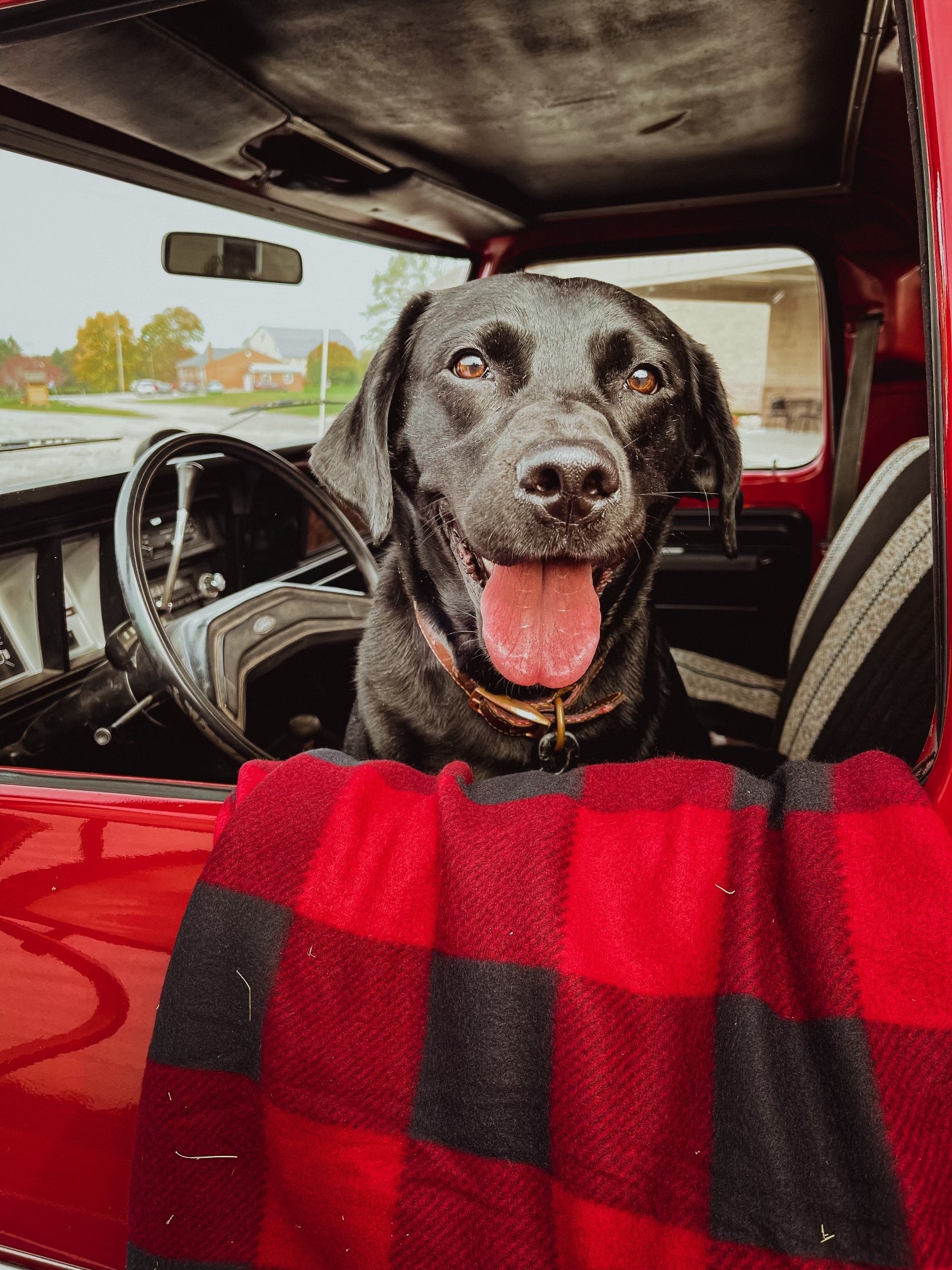 Lucy the Lab