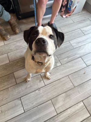Paper Pete Pit Bull Terrier Dog