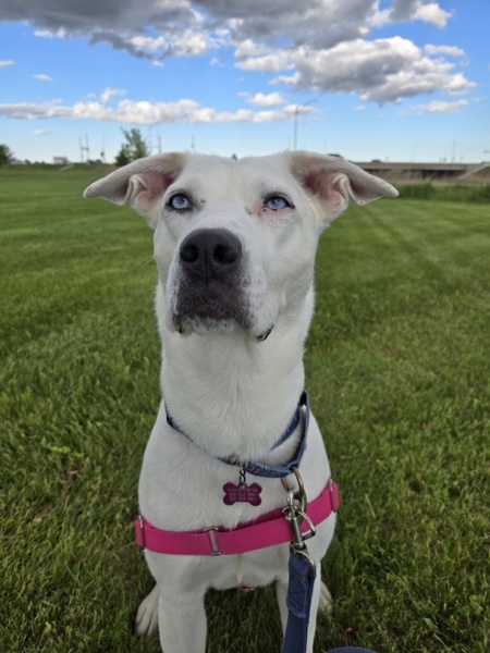 Suki