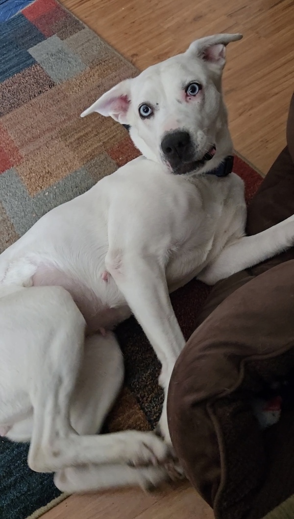 Suki