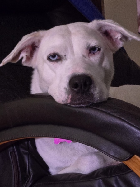 Suki