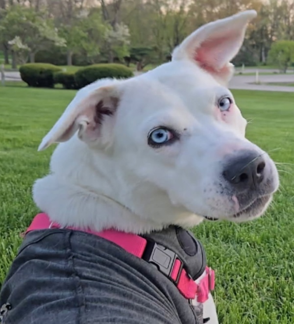 Suki