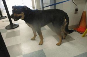 Mia, Adult Female Rottweiler