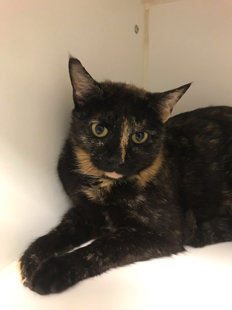 Snickers (austin ridge)