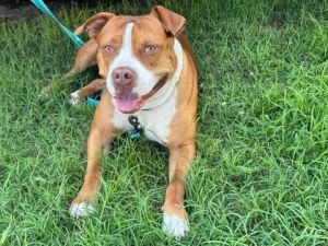 Red, Young Male Pit Bull Terrier