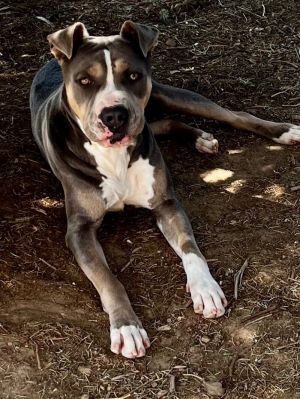 Gretchen, Adult Female Boxer