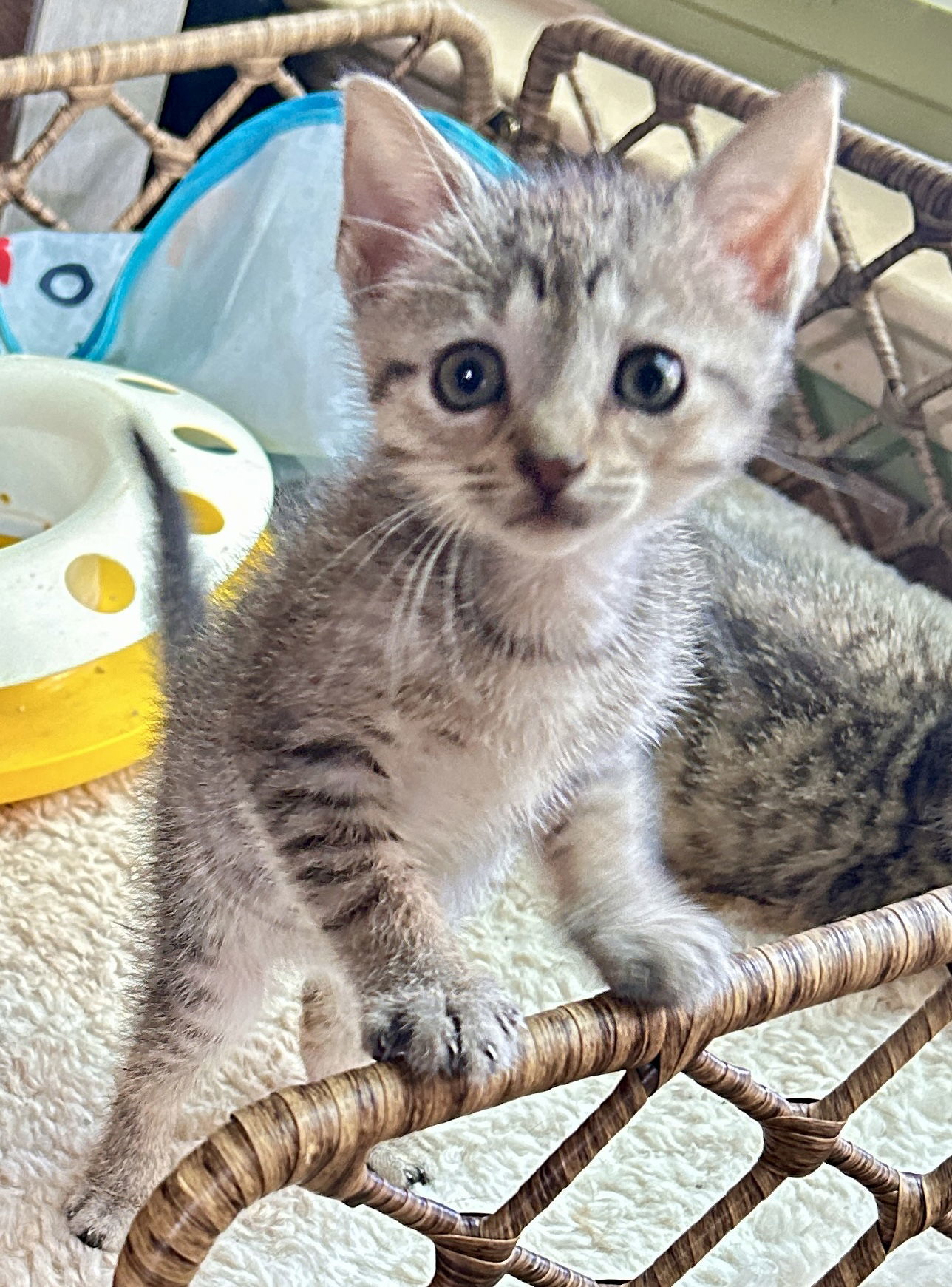 Pollyanna