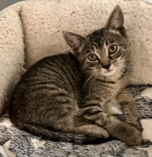 MONTANA, Young Male Tabby