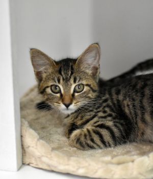 Bobbi Domestic Short Hair Cat