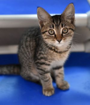 Bobbi is one of 5 kittens born to a community cat and spent her first couple of months outside so