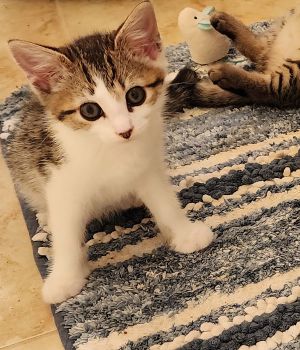 Szabo Domestic Short Hair Cat