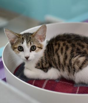 Szabo is one of 5 kittens born to a community cat and spent his first couple of months outside so
