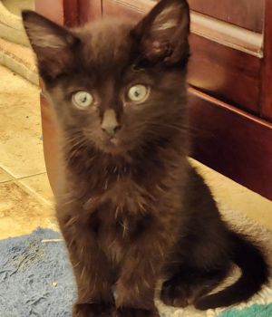 Thelonious Monk Domestic Short Hair Cat