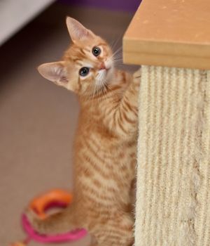 River Domestic Short Hair Cat