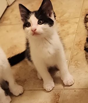 Klemmer Domestic Short Hair Cat