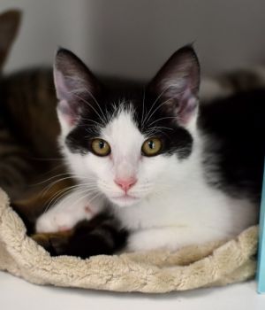 Klemmer is one of 5 kittens born to a community cat and spent his first couple of months outside so