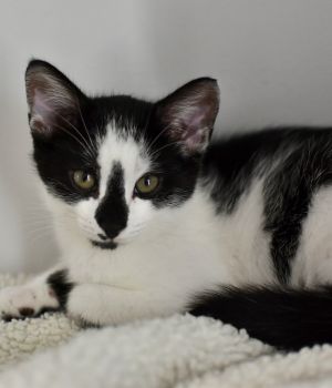 Coltrane is one of 5 kittens born to a community cat and spent his first couple of months outside s