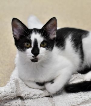 Coltrane Domestic Short Hair Cat