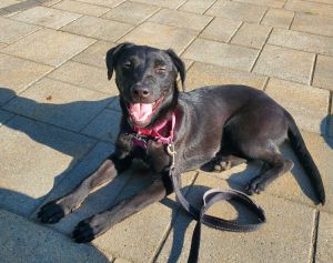 Raven Labrador Retriever Dog