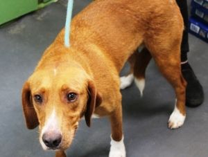 Lynn, Young Female Hound