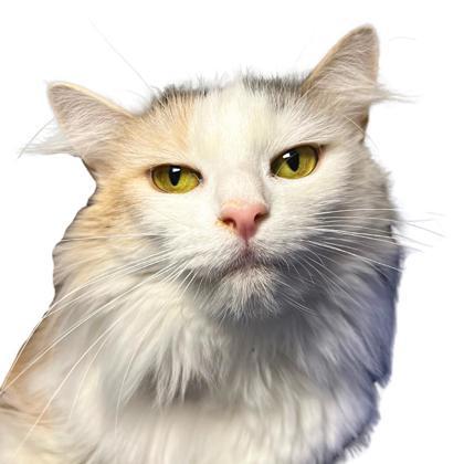 Holly, an adoptable Domestic Medium Hair, Domestic Short Hair in Reno, NV, 89512 | Photo Image 1