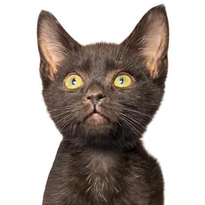 Cartoon, an adoptable Domestic Short Hair in Reno, NV, 89512 | Photo Image 1