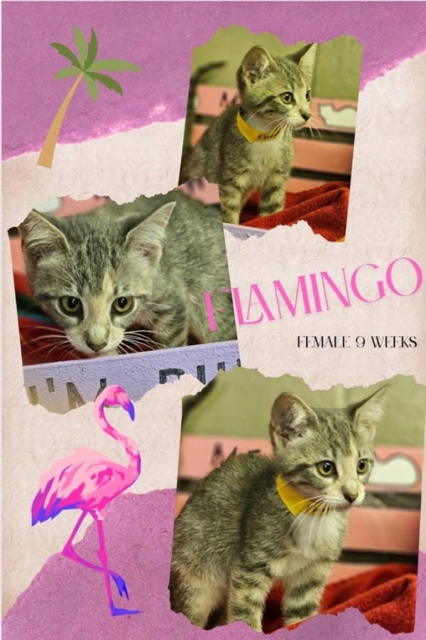 Flamingo thumbnail 1