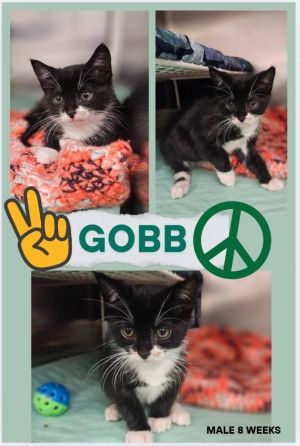 Gobb