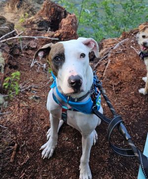 Meet Piggy Piggy was transferred to us from the island of Kauai and would love nothing more than to