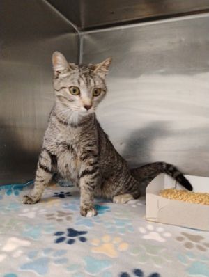 58286667, Adult Female Domestic Short Hair