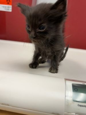 58643628, Baby Female Domestic Short Hair