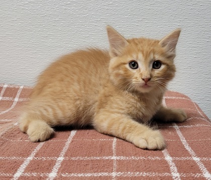 Palomino