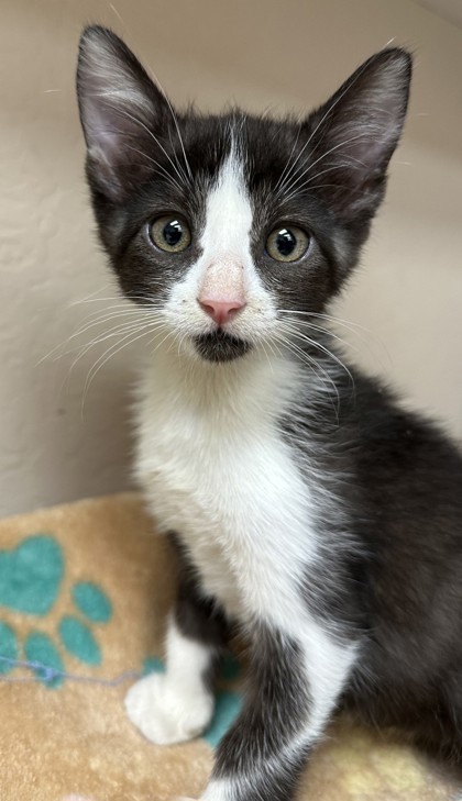 Oreo