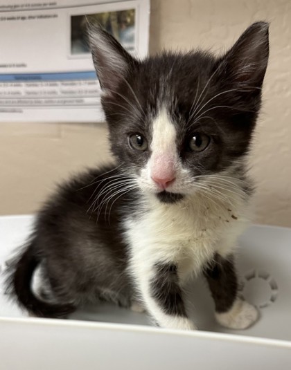 Oreo