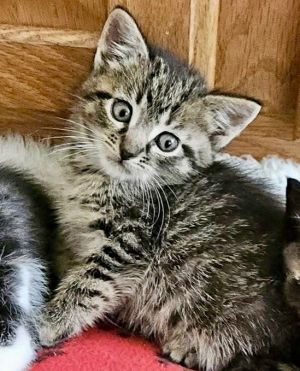Mr Todd, Baby Male Domestic Short Hair