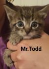 Mr Todd photo 2