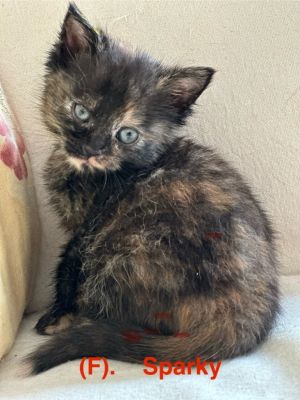 Sparky, Baby Female Domestic Short Hair