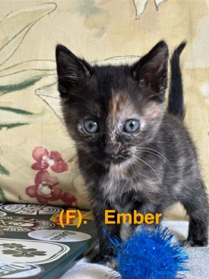 Ember, Baby Female Domestic Short Hair